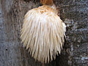 Древесный гриб семейства ежовиковых. 
Размер: 700x923. 
Размер файла: 752.03 КБ