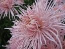 Расцветающая хризантема Районант Пинк (Raionnant Pink) крупным планом. 
Размер: 700x525. 
Размер файла: 402.36 КБ