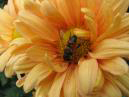 Осенняя хризантема Драматик (Dramatic) с сидящей внутри пчелой. 
Размер: 700x525. 
Размер файла: 350.98 КБ