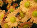 Пчела на цветах хризантем. 
Размер: 700x525. 
Размер файла: 453.27 КБ