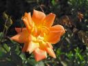 Чайно-гибридная роза Золотой Юбилей. Селекция Никитского ботанического сада. 
Размер: 700x525. 
Размер файла: 381.63 КБ