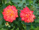 Две розы Мандарин (Mandarin). 
Размер: 700x525. 
Размер файла: 414.54 КБ