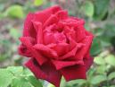 Бургундская роза (Burgund) 
Размер: 700x525. 
Размер файла: 358.60 КБ