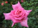 Розовая роза в форме звезды. 
Размер: 700x525. 
Размер файла: 340.55 КБ