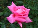 Ярко-розовая роза в капельках росы. 
Размер: 700x525. 
Размер файла: 368.26 КБ