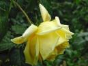 Желтая роза Гельмут Шмидт (Helmut Schmidt). 
Размер: 700x525. 
Размер файла: 362.67 КБ