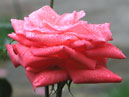 Розовая роза с бутоном в каплях дождя. 
Размер: 700x933. 
Размер файла: 538.00 КБ