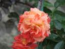 Двухцветная роза Оранджес-энд-Лемонс (Oranges and Lemons). 
Размер: 700x525. 
Размер файла: 350.24 КБ