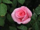 Бутон розовой розы в капельках росы. 
Размер: 700x525. 
Размер файла: 295.87 КБ