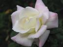 Белая чайная роза Анастасия (Anastasia). 
Размер: 700x525. 
Размер файла: 287.67 КБ