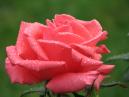 Пышная розовая роза с капельками росы 
Размер: 700x525. 
Размер файла: 339.09 КБ