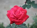 Фото алой розы с капельками росы. 
Размер: 700x525. 
Размер файла: 304.94 КБ