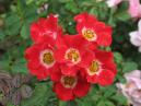 Соцветие красно-белых роз Черри Мейдиланд (Cherry Meidiland). 
Размер: 700x525. 
Размер файла: 366.21 КБ