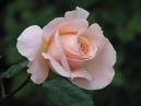 Чайно-гибридная роза Мишель Мейлланд (Michele Meilland).  
Размер: 700x525. 
Размер файла: 332.78 КБ