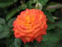 Желто-оранжевая роза после дождя. 
Размер: 700x525. 
Размер файла: 327.03 КБ