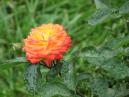 Миниатюрная роза Санмейд (Sunmaid) после дождя. 
Размер: 700x525. 
Размер файла: 390.24 КБ
