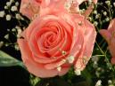 Розовая роза, украшенная белыми цветками. 
Размер: 700x525. 
Размер файла: 374.48 КБ