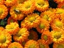 Пчела на цветах хризантемы Золотая Рыбка. 
Размер: 700x394. 
Размер файла: 452.21 КБ