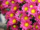 Пчелкина радость - осенние хризантемы. 
Размер: 700x525. 
Размер файла: 449.87 КБ