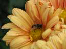 Цветок хризантемы в капельках росы с сидящей в нем пчелой. 
Размер: 700x525. 
Размер файла: 386.34 КБ