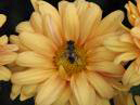 Пчела на бледно-оранжевой хризантеме. 
Размер: 700x525. 
Размер файла: 382.95 КБ