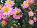 Пчела и сиреневые хризантемы Садко. 
Размер: 700x525. 
Размер файла: 424.68 КБ