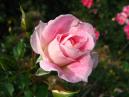 Открывающийся бутон розовой розы. 
Размер: 700x525. 
Размер файла: 338.23 КБ