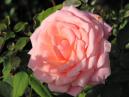 Чайная роза нежно-розового оттенка. 
Размер: 700x525. 
Размер файла: 336.58 КБ