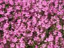 Розовые цветы на клумбе Никитского ботанического сада 
Размер: 700x525. 
Размер файла: 639.12 КБ