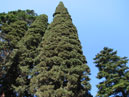 Кипарис из Никитского ботанического сада. 
Размер: 700x933. 
Размер файла: 801.56 КБ
