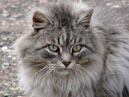 Пушистый серый кот. Портрет. 
Размер: 700x681. 
Размер файла: 487.39 КБ