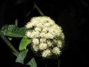 Калина морщинолистная (Viburnum Rhytidophyllum). Гроздь белых цветов. 
Размер: 700x525. 
Размер файла: 316.95 КБ