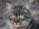 Повзрослевший кот Матроскин. 
Размер: 700x525. 
Размер файла: 355.09 КБ