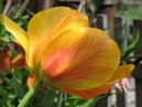 Раскрытый цветок тюльпана Президент Кеннеди. 
Размер: 700x933. 
Размер файла: 533.27 КБ