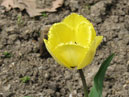 Желтый тюльпан Фринжед Голден Апельдорн (Fringed Golden Apeldoorn) из Никитского Сада. 
Размер: 700x929. 
Размер файла: 532.70 КБ