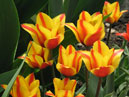 Тюльпаны Кейп Код (Cape Cod) из Никитского ботанического сада. 
Размер: 700x933. 
Размер файла: 565.61 КБ