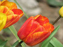 Тюльпаны в Никитском Ботаническом Саду. 
Размер: 700x933. 
Размер файла: 506.25 КБ