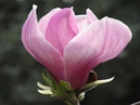 Розовый цветок магнолии. 
Размер: 700x933. 
Размер файла: 584.56 КБ