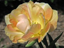 Махровый тюльпан Пич Мельба (Peach Melba). 
Размер: 700x918. 
Размер файла: 477.90 КБ