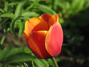 Цветок тюльпана Форготтен Дримс (Forgotten Dreams) в саду. 
Размер: 700x525. 
Размер файла: 255.20 КБ