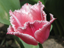 Розовый бахромчатый тюльпан Бэлл Сонг (Bell Song). 
Размер: 700x852. 
Размер файла: 451.47 КБ
