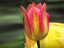 Цветок розов-желтого тюльпана. 
Размер: 700x933. 
Размер файла: 501.94 КБ
