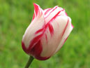 Красно-белый тюльпан Портофино (Portofino). 
Размер: 700x931. 
Размер файла: 478.36 КБ