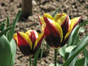 Два цветущих тюльпана Гавота (Gavota). 
Размер: 700x525. 
Размер файла: 339.03 КБ