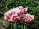 Пионовидные тюльпаны Гербранд Кифт (Gerbrand Kieft). 
Размер: 700x525. 
Размер файла: 323.58 КБ