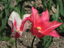 Два тюльпана, растущих вместе: Мэрилин и Мариетт (Marilyn & Mariette). 
Размер: 700x525. 
Размер файла: 303.98 КБ