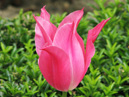 Розовый лилейный тюльпан Мариетт (Mariette). 
Размер: 700x933. 
Размер файла: 549.91 КБ