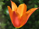Фото оранжевого тюльпана Балерина (Ballerina). 
Размер: 700x933. 
Размер файла: 407.31 КБ