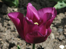 Фиолетовый тюльпан Пассионале (Passionale). 
Размер: 700x933. 
Размер файла: 468.68 КБ