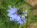 Декоративный голубой цветок Чернушка Дамасская. 
Размер: 700x798. 
Размер файла: 415.18 КБ